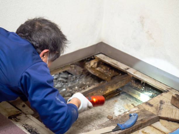Best Certified Mold Removal  in Stallion Springs, CA