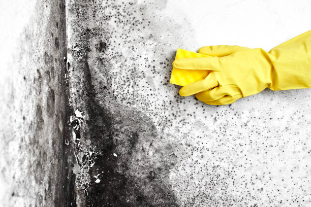 Best Black Mold Removal  in Stallion Springs, CA