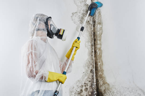 Best Best Mold Removal Companies  in Stallion Springs, CA