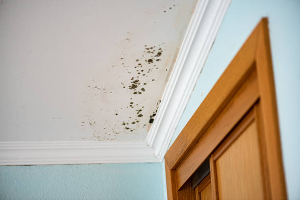 Best Home Mold Removal  in Stallion Springs, CA