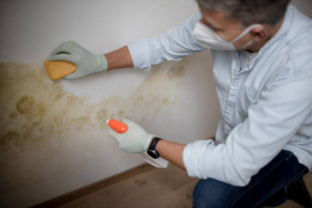 Best Professional Mold Removal  in Stallion Springs, CA