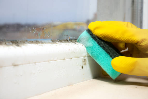 Best Mold Removal Process  in Stallion Springs, CA