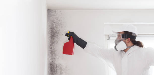 Best Local Mold Removal Service  in Stallion Springs, CA