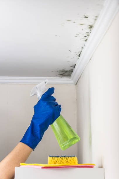 Trusted Stallion Springs, CA Mold Removal Experts