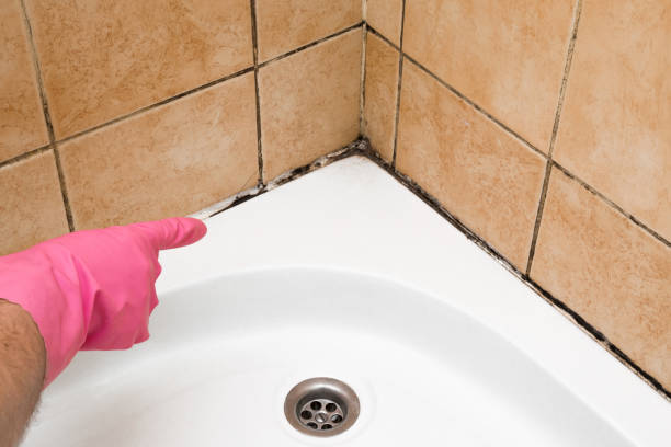 Best Mold Removal Company Near Me  in Stallion Springs, CA