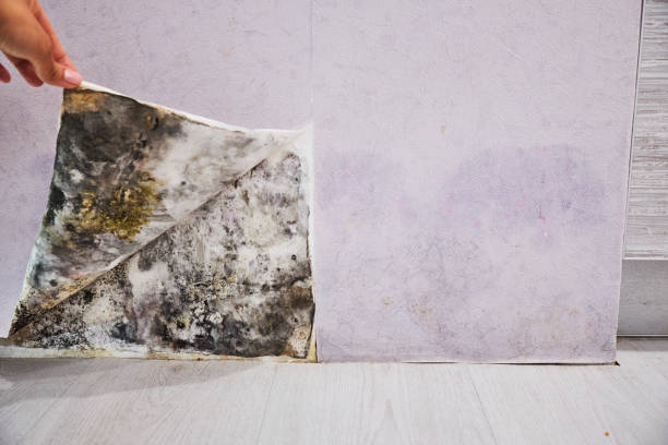 Best Water Damage Restoration  in Stallion Springs, CA